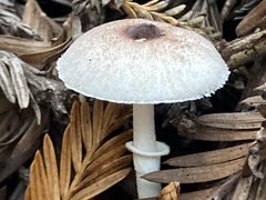 Lepiota rubrotinctoides