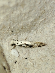 Nemapogon nevadella