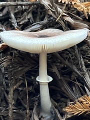 Lepiota rubrotinctoides