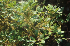 Allophylus natalensis