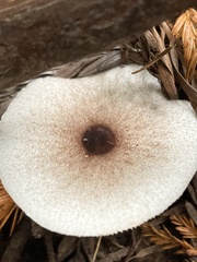 Lepiota rubrotinctoides