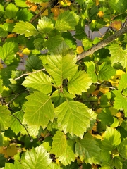 Crataegus submollis