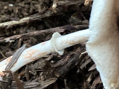 Lepiota rubrotinctoides