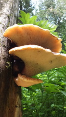 Cerioporus squamosus