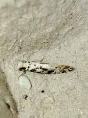 Nemapogon nevadella