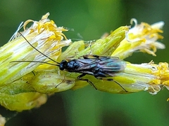 Ichneumonoidea