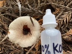 Lepiota rubrotinctoides