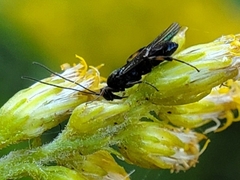 Ichneumonoidea