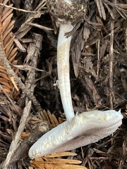 Lepiota rubrotinctoides