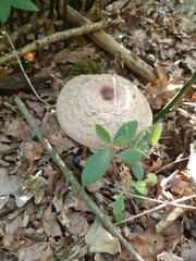 Macrolepiota procera