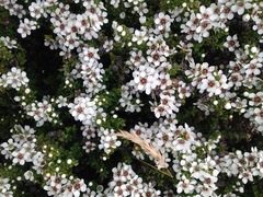 Leptospermum scoparium