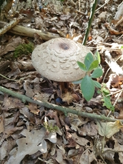 Macrolepiota procera