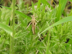Xyleus discoideus