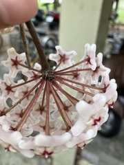 Hoya carnosa