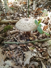 Macrolepiota procera