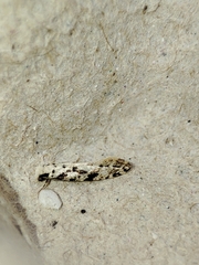 Nemapogon nevadella
