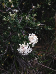 Pimelea nivea