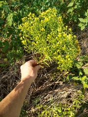 Euthamia leptocephala