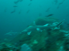 Mustelus albipinnis
