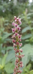 Phytolacca heterotepala