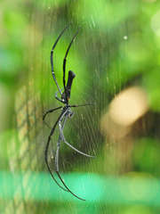 Nephila pilipes