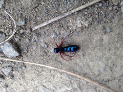 Diamma bicolor