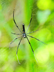 Nephila pilipes