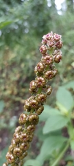 Phytolacca heterotepala