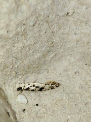 Nemapogon nevadella