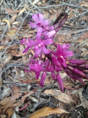 Dipodium roseum