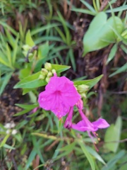 Mirabilis jalapa