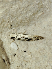 Nemapogon nevadella