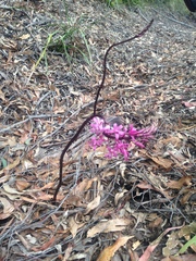 Dipodium roseum