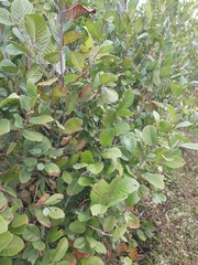 Alnus serrulata