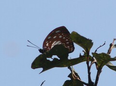 Charaxes wakefieldi