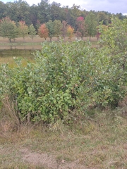 Alnus serrulata