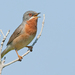 Balkan Subalpine Warbler - Photo (c) Paul Cools, some rights reserved (CC BY-NC), uploaded by Paul Cools