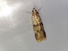 Acrobasis bithynella
