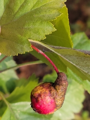 Crataegus submollis