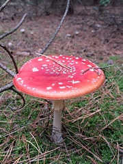 Amanita muscaria
