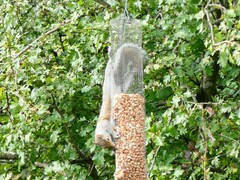 Sciurus carolinensis