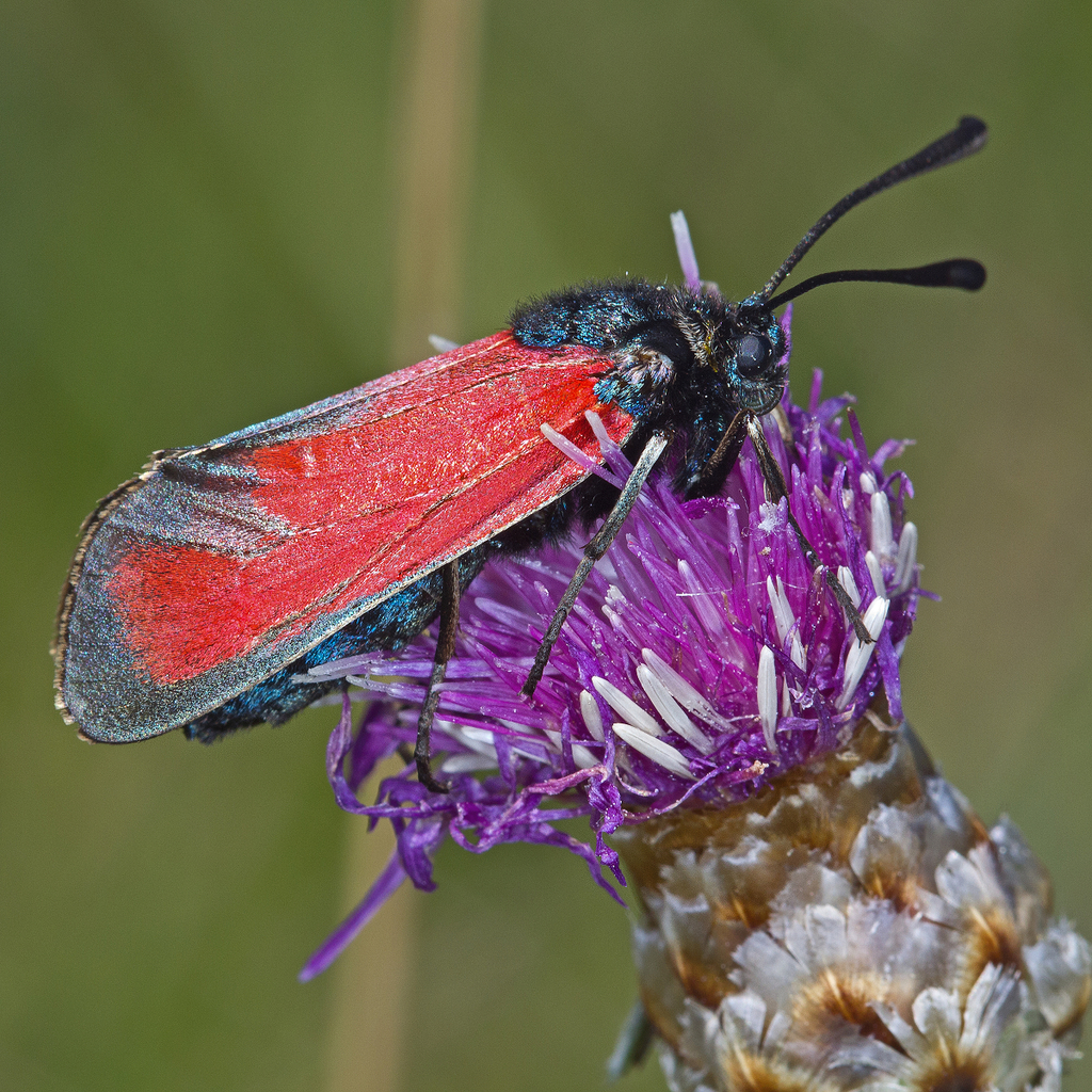 Zygaena erythrus
