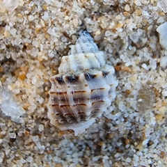 Nassarius crenoliratus