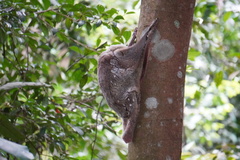 Galeopterus variegatus