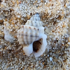 Nassarius crenoliratus