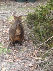 Thylogale billardierii