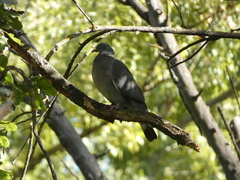 Columba palumbus palumbus