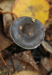 Tephrocybe rancida
