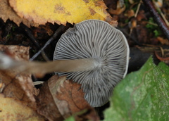Tephrocybe rancida