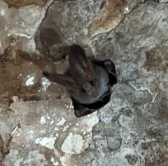 Megaderma spasma